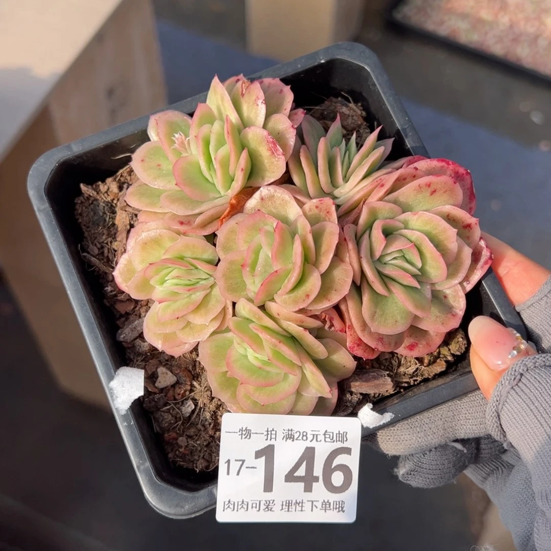 冰玫瑰多肉多肉多肉多肉