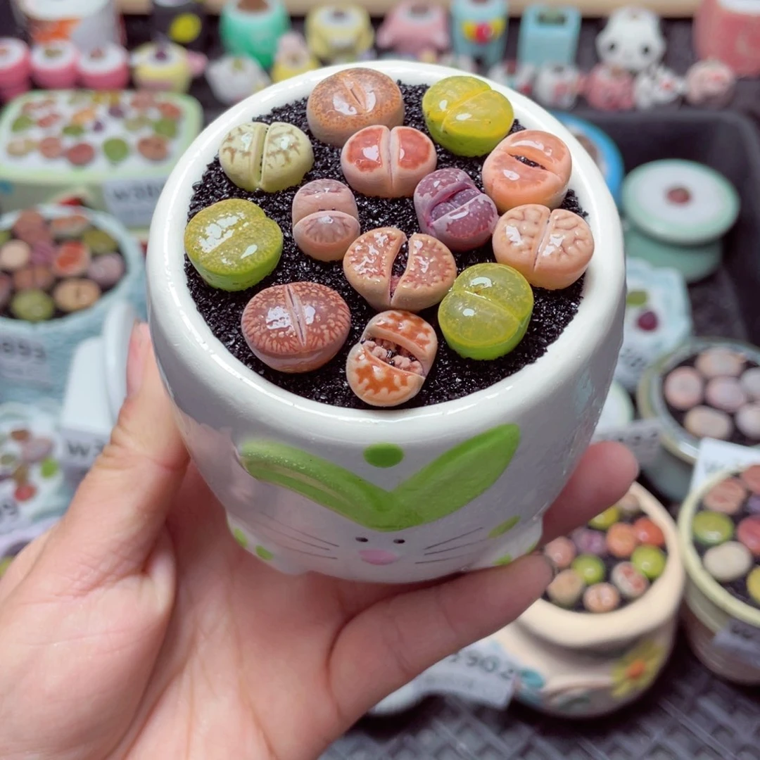 w3905 带盆土发货-零下地区拍保温箱