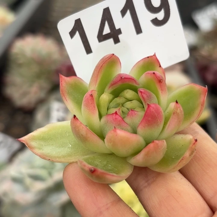 头盖锦满18包邮当场凑单凑不满发顺丰到付