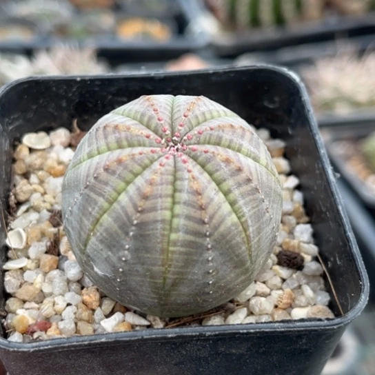 当前无花栽培后可以开花实生欧布