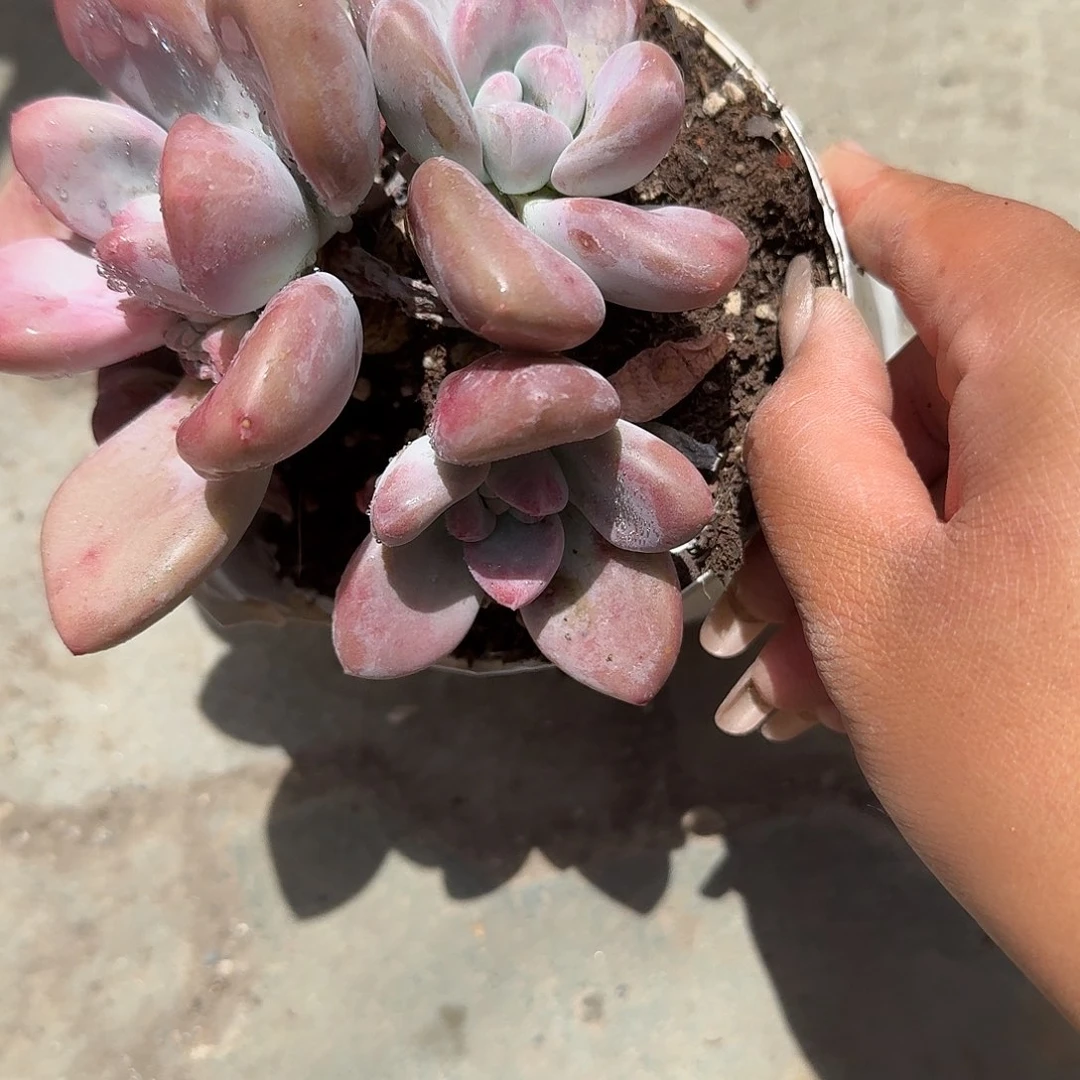 奥普琳娜炖肉植物精华吗