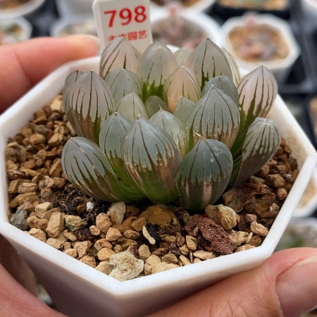 798霓虹灯玉露锦一物一拍