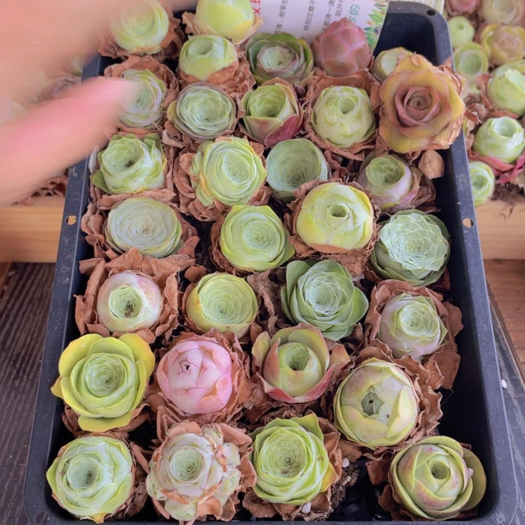 保底三十颗量拍➕花篮
