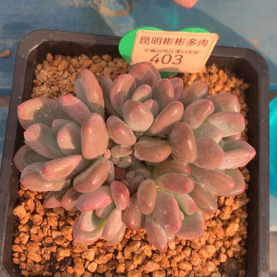 三明治美人无砍平头403