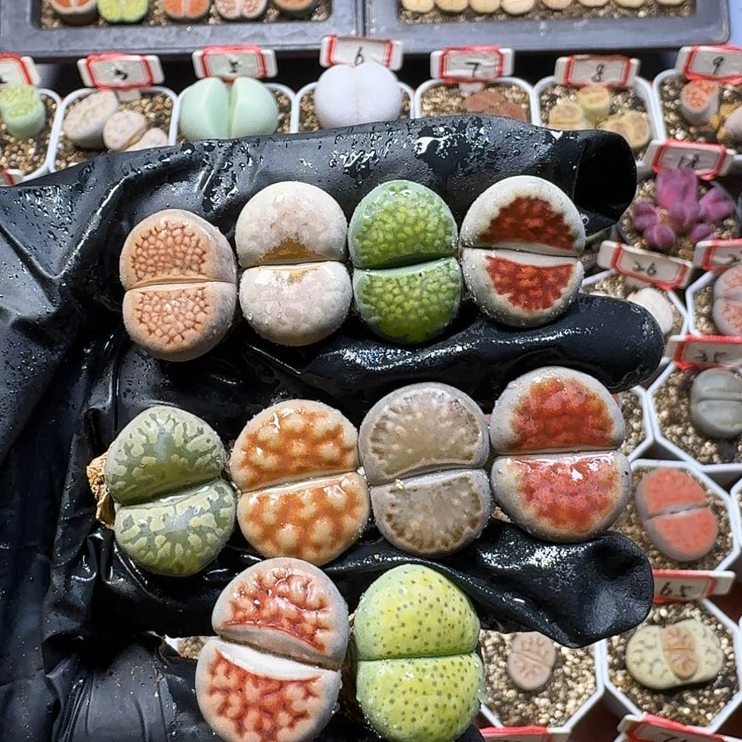 生石花11111。   220