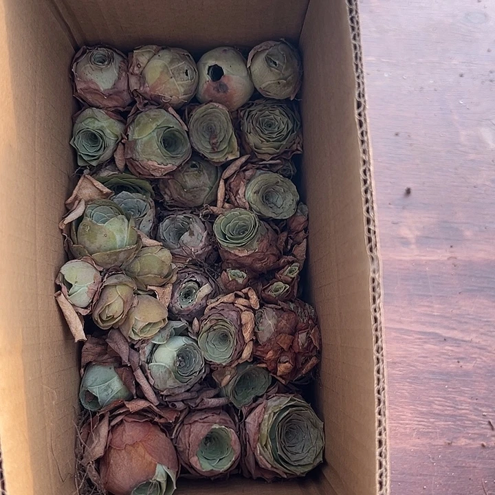 山地玫瑰多肉植物113