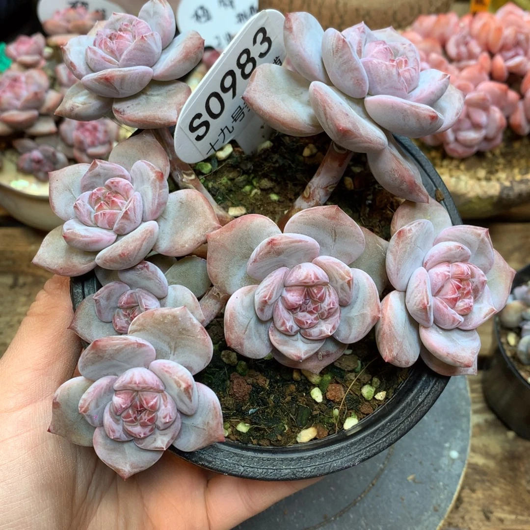 S0983 突尼斯 7头小树