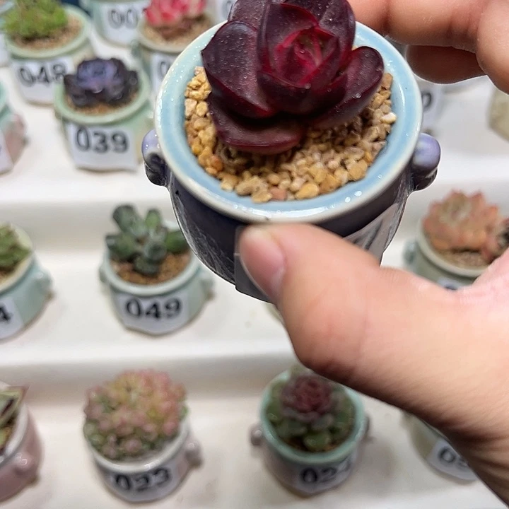 027红灯 一物一拍满两颗包邮
