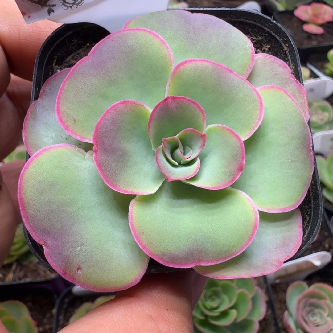 楹楹-033-冠幅6CM