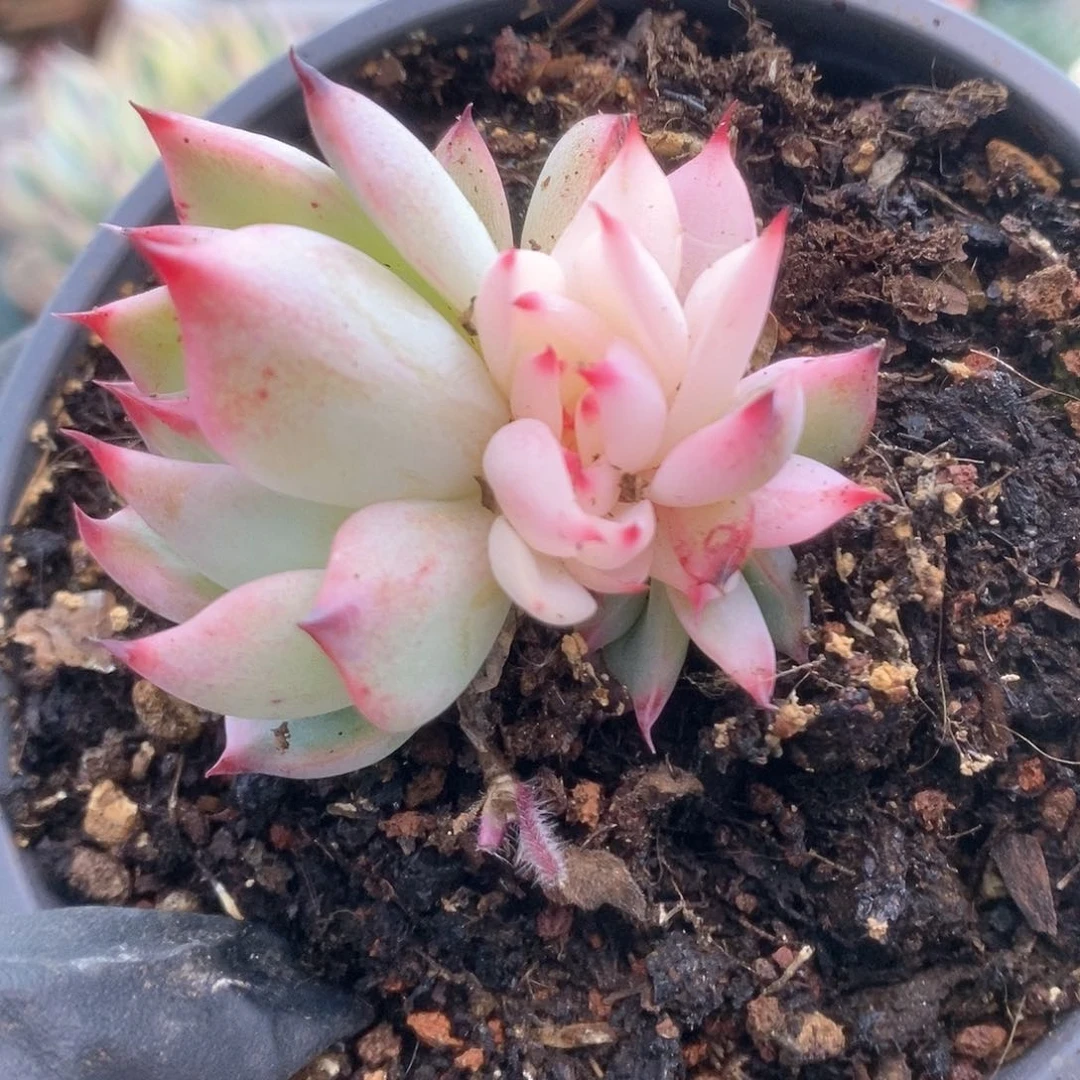 015锦锦锦锦锦锦锦锦