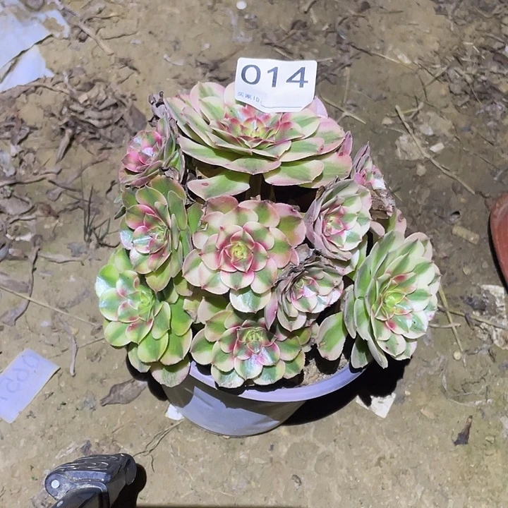 多肉植物断枝不包14荔枝