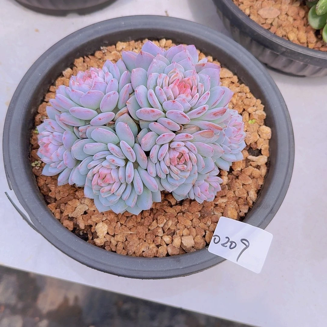 晓****0209星星橙多肉植物