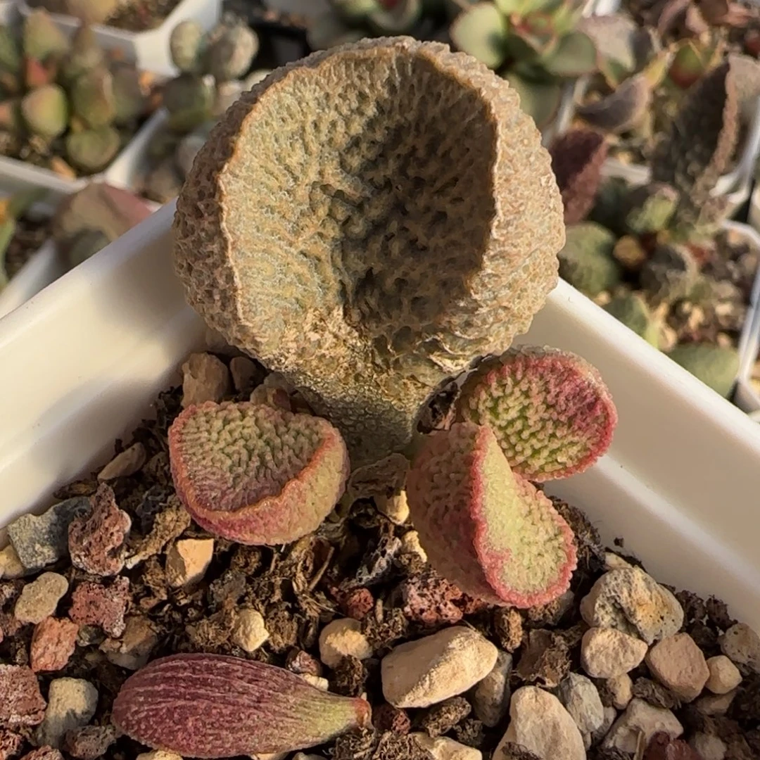 园艺水泡多肉植物