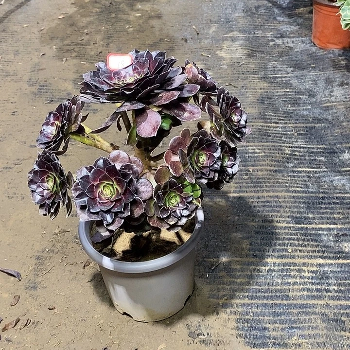 18，黑骑士多肉法师有修枝