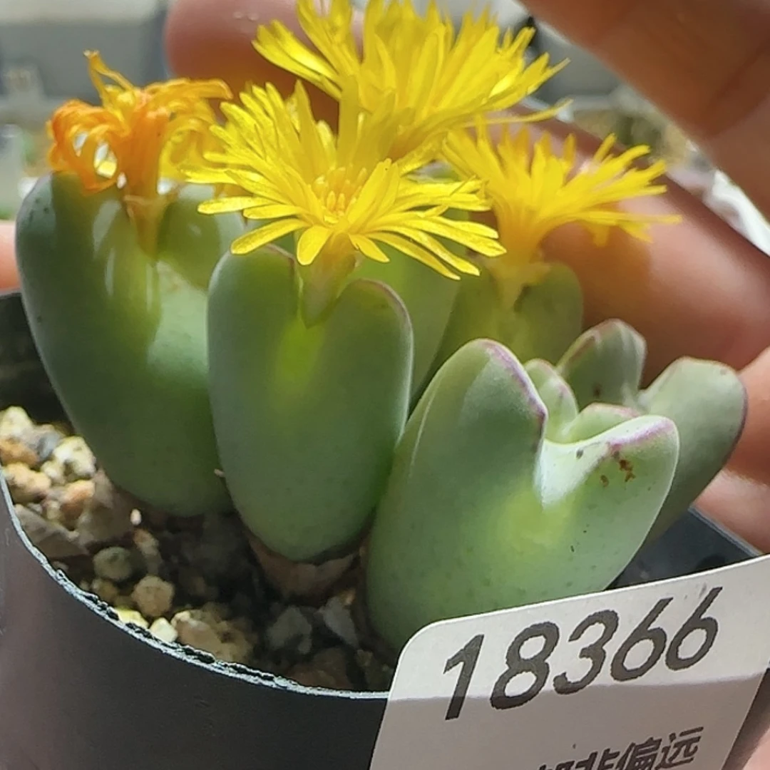 【闪购商品】18366开播福利