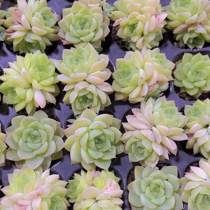 精品韩版麦秆多肉植物
