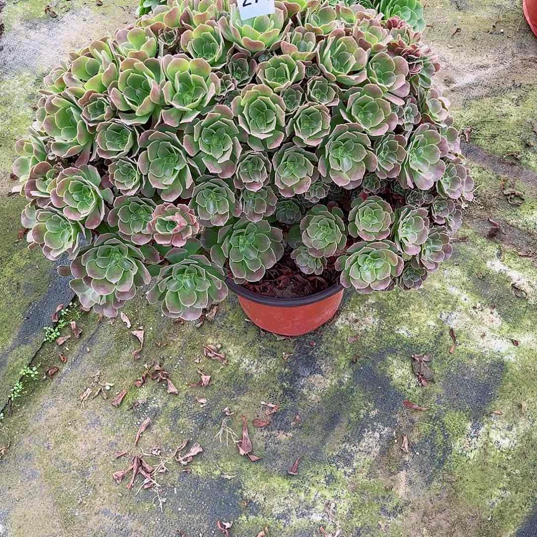 无花朵太*、多肉植物271