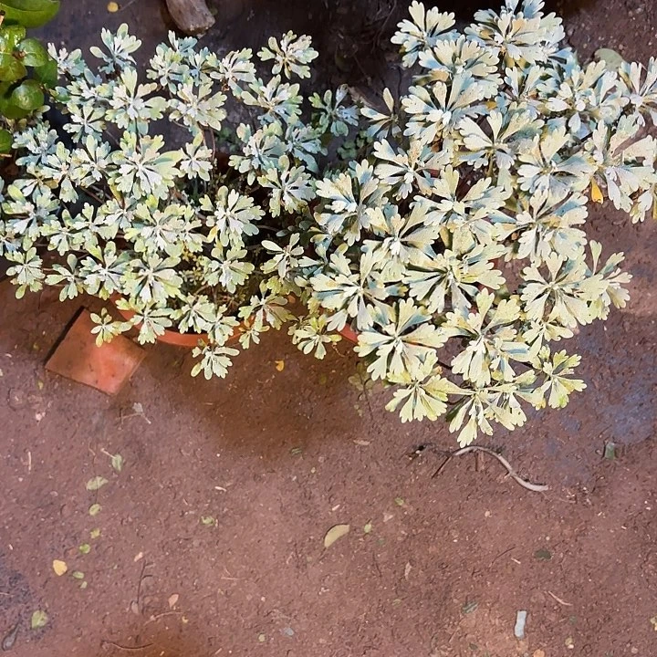 用***8无花朵带土球发货