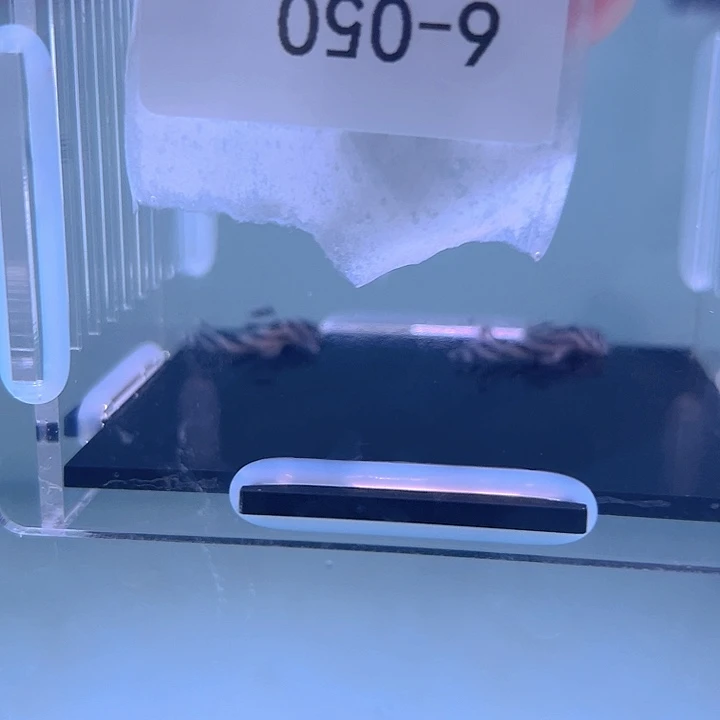 清道夫?****6-050熊猫2条