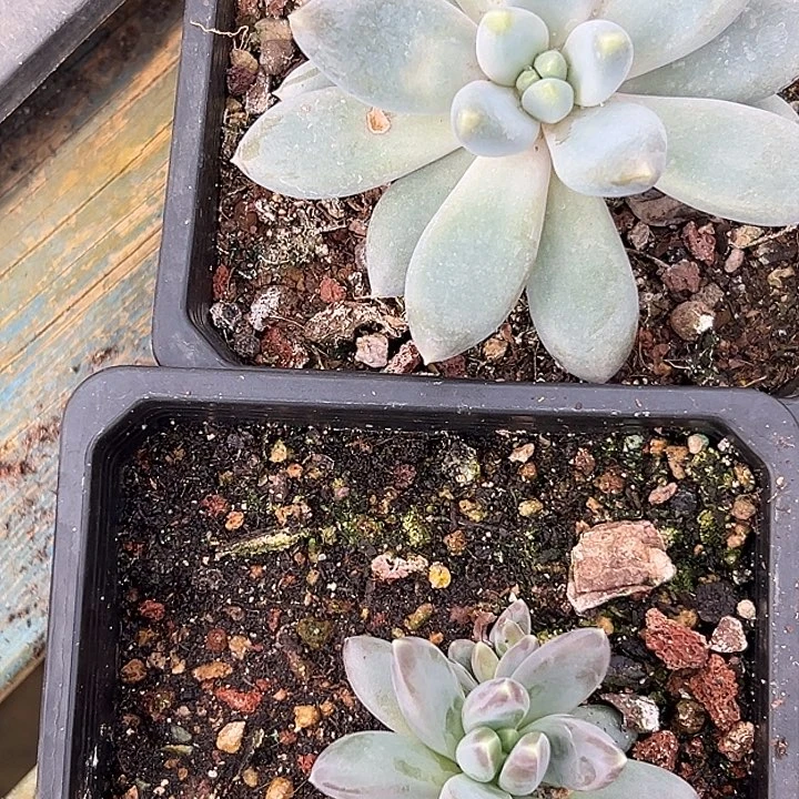 胖哥特雪黛莉美人特价