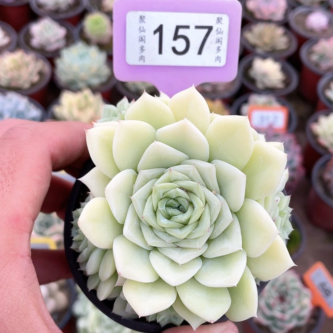 【闪购商品】157号