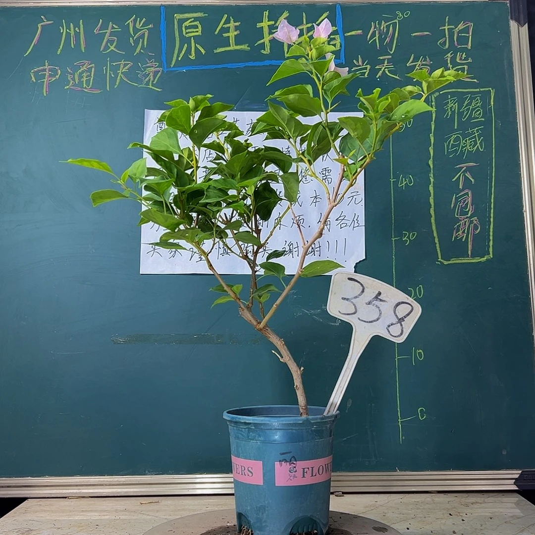 当前无花栽培后可以开花 造型 暗斑丽人  358