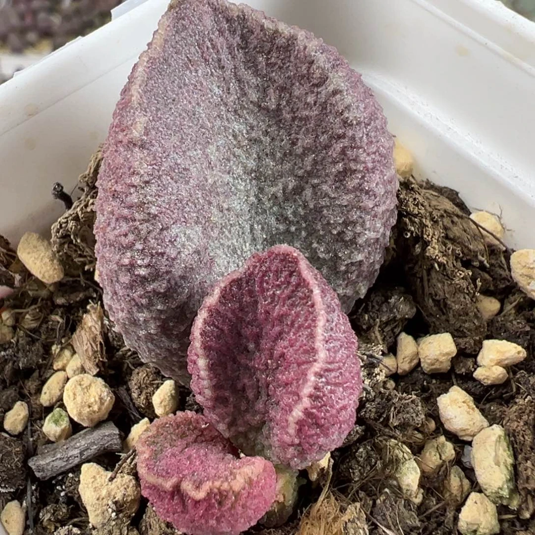 哈莫猪肝大苗多肉植物水泡