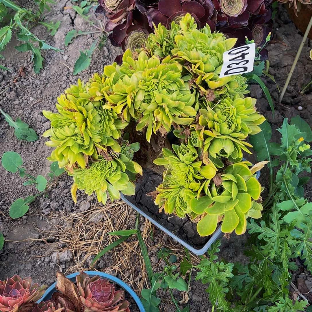 夜光杯法师15—4包邮