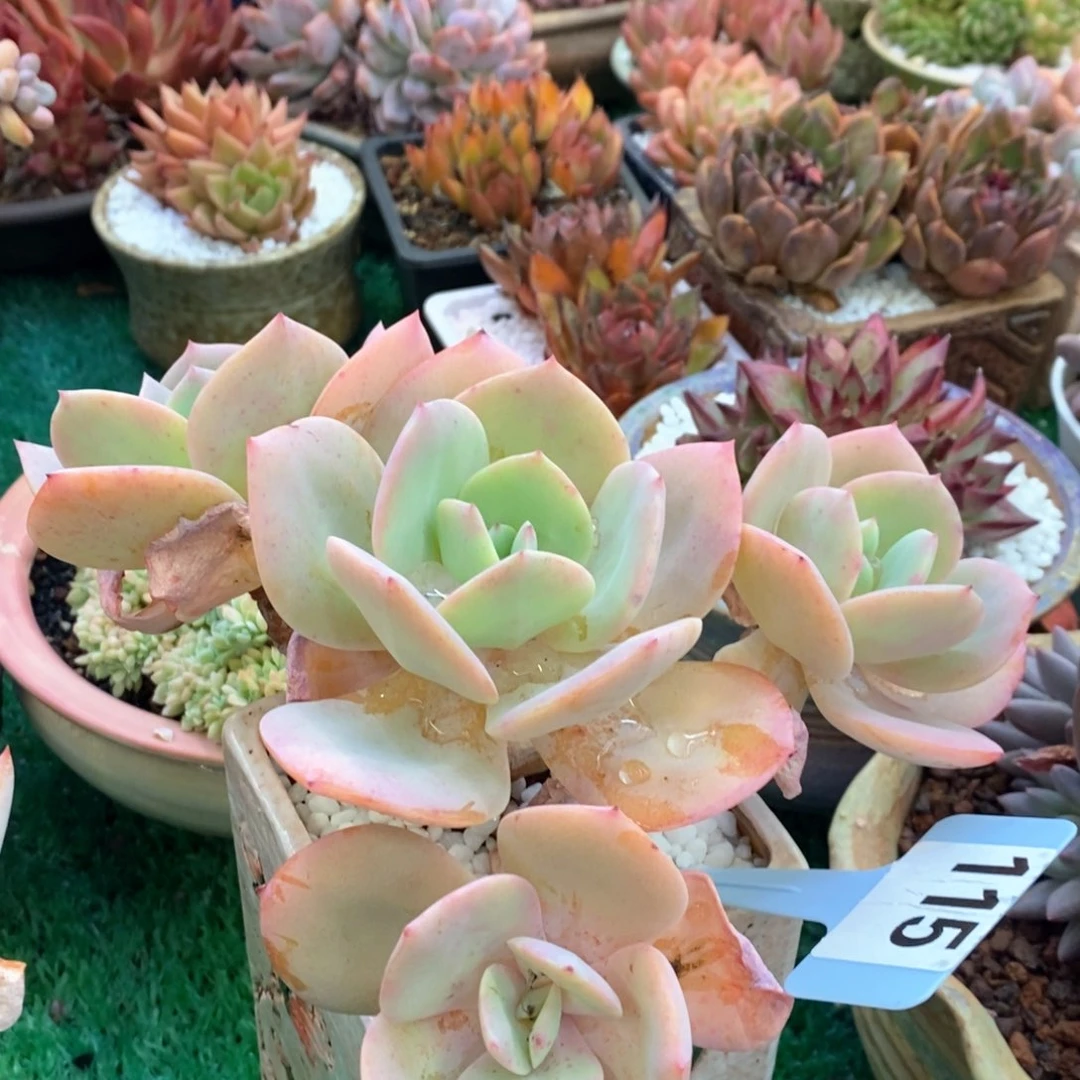 雪凤多肉植物盆栽