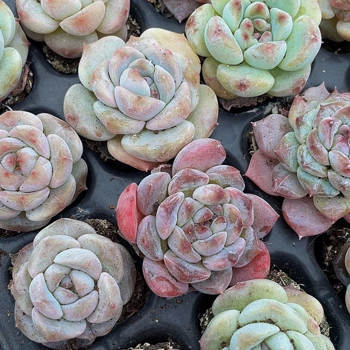 小冰魄1元带土发