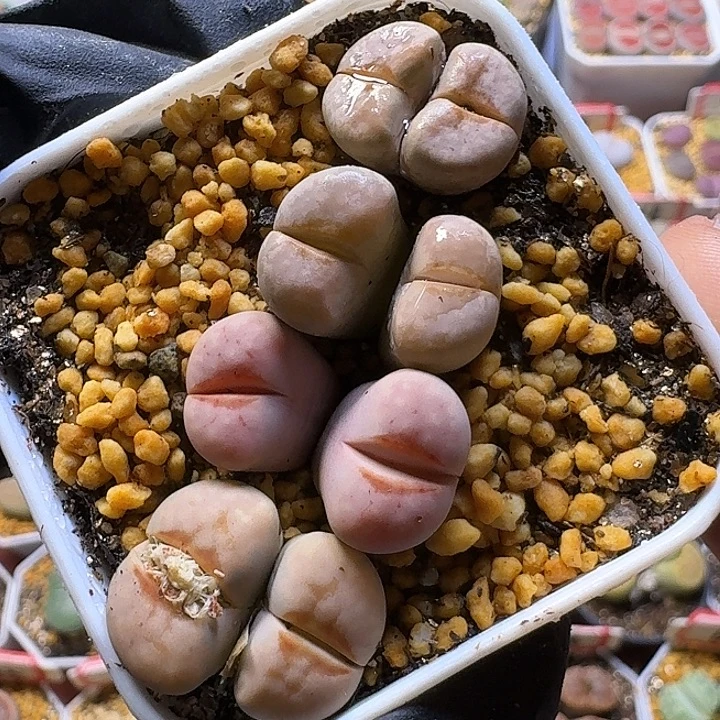 生石花111222。    226