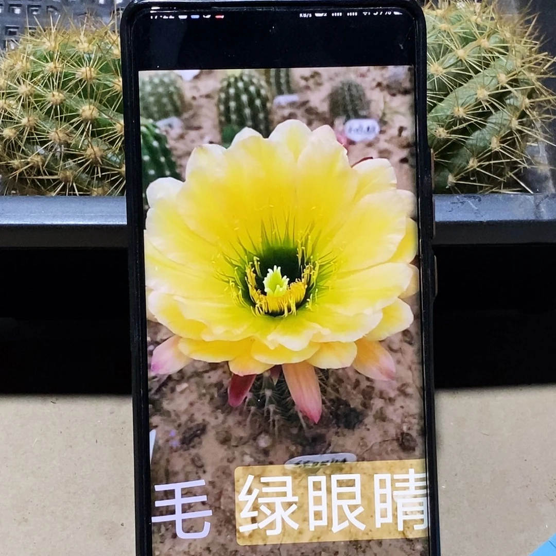 毛 绿眼睛侧芽歪20包邮/5公分