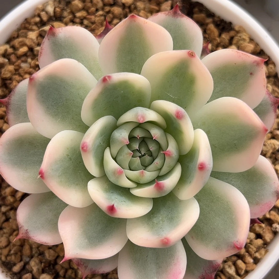 吉娃娃锦多肉植物