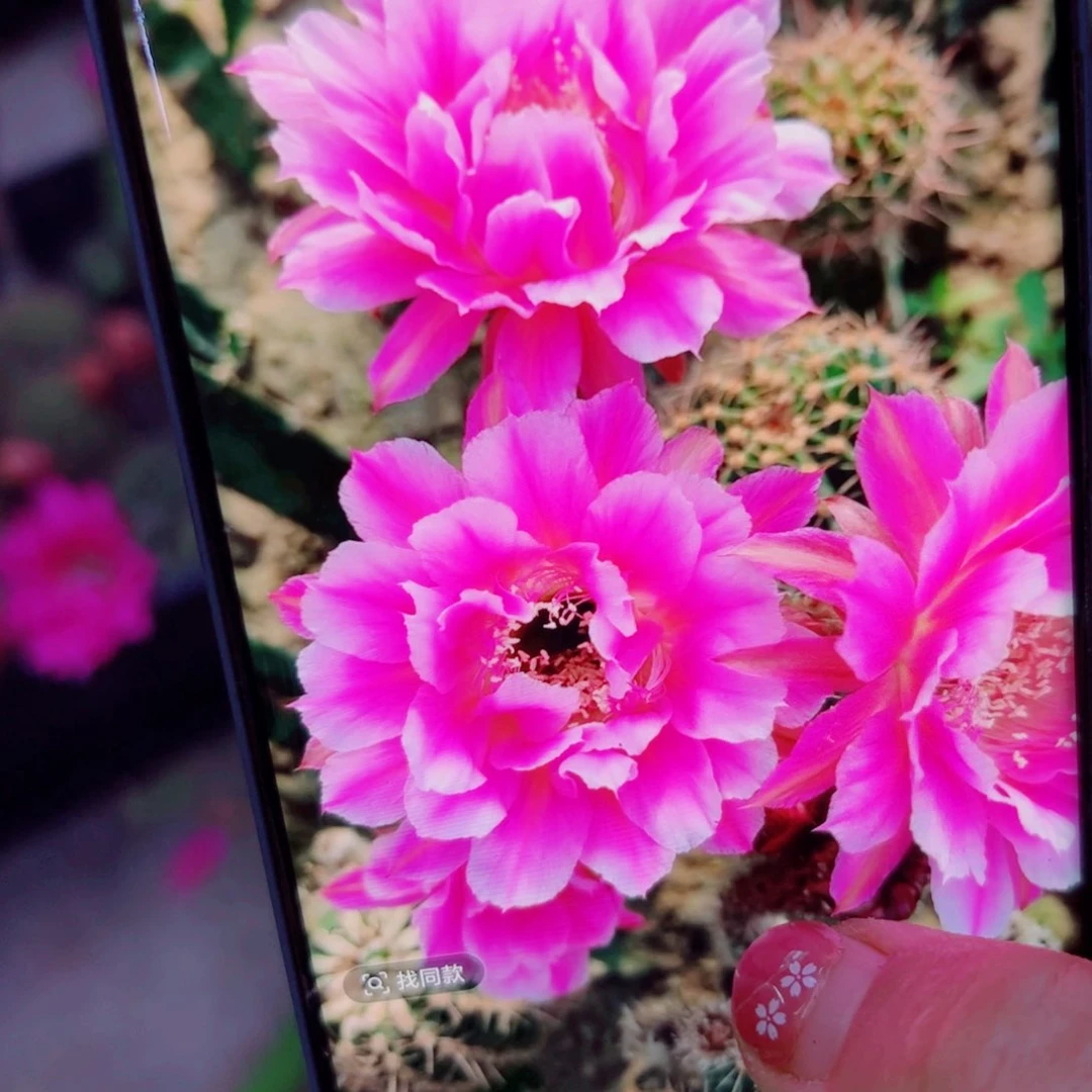 下32彩草烟花斑点歪无根侧芽4公分左右20包邮