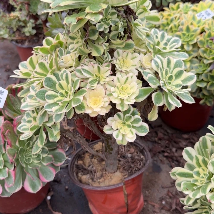 满20包邮发货331保时捷