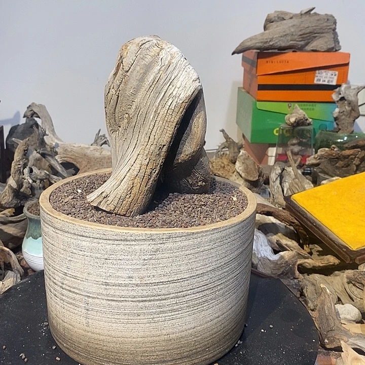 孤***症太行崖柏，欢迎来到