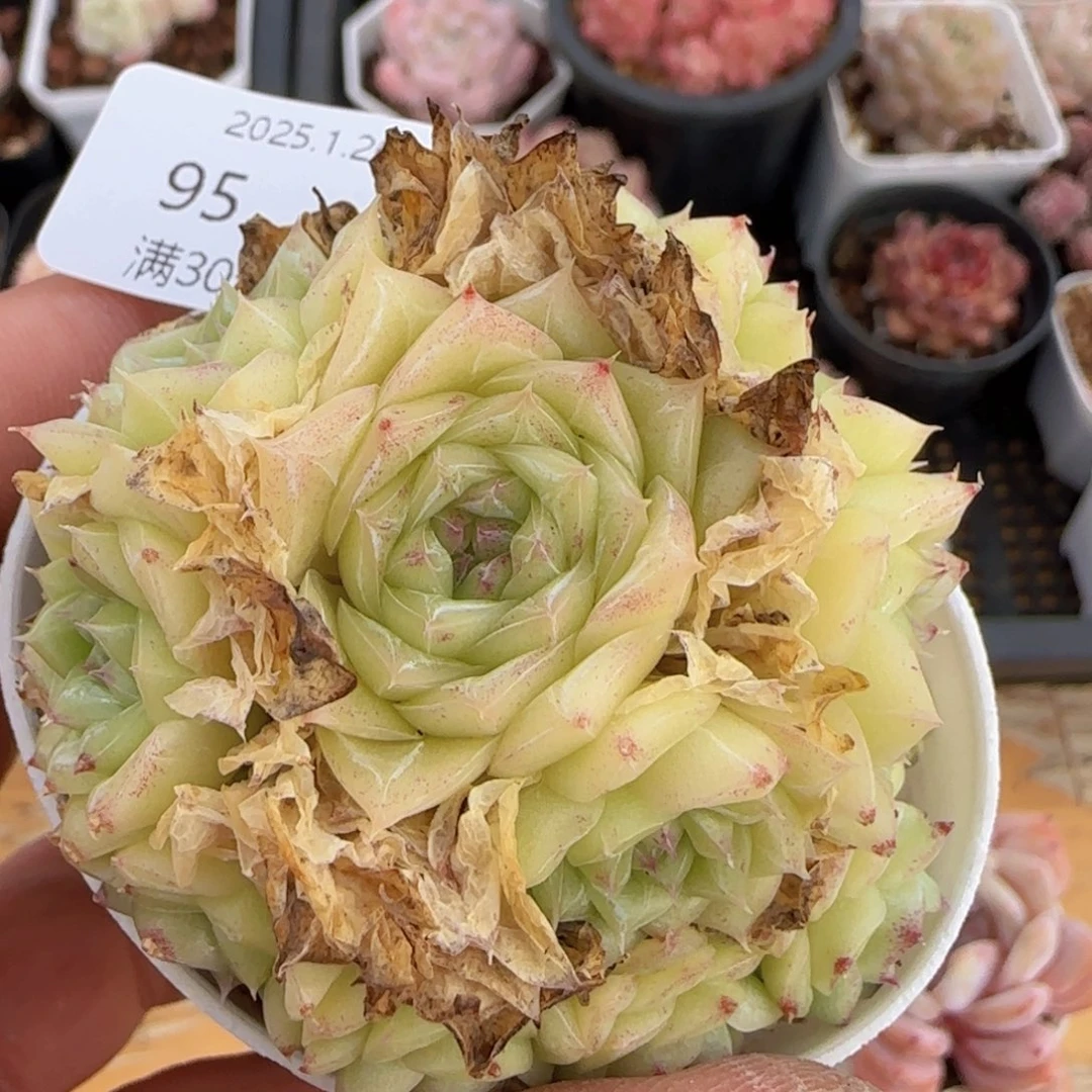 白天鹅麦秆群一颗