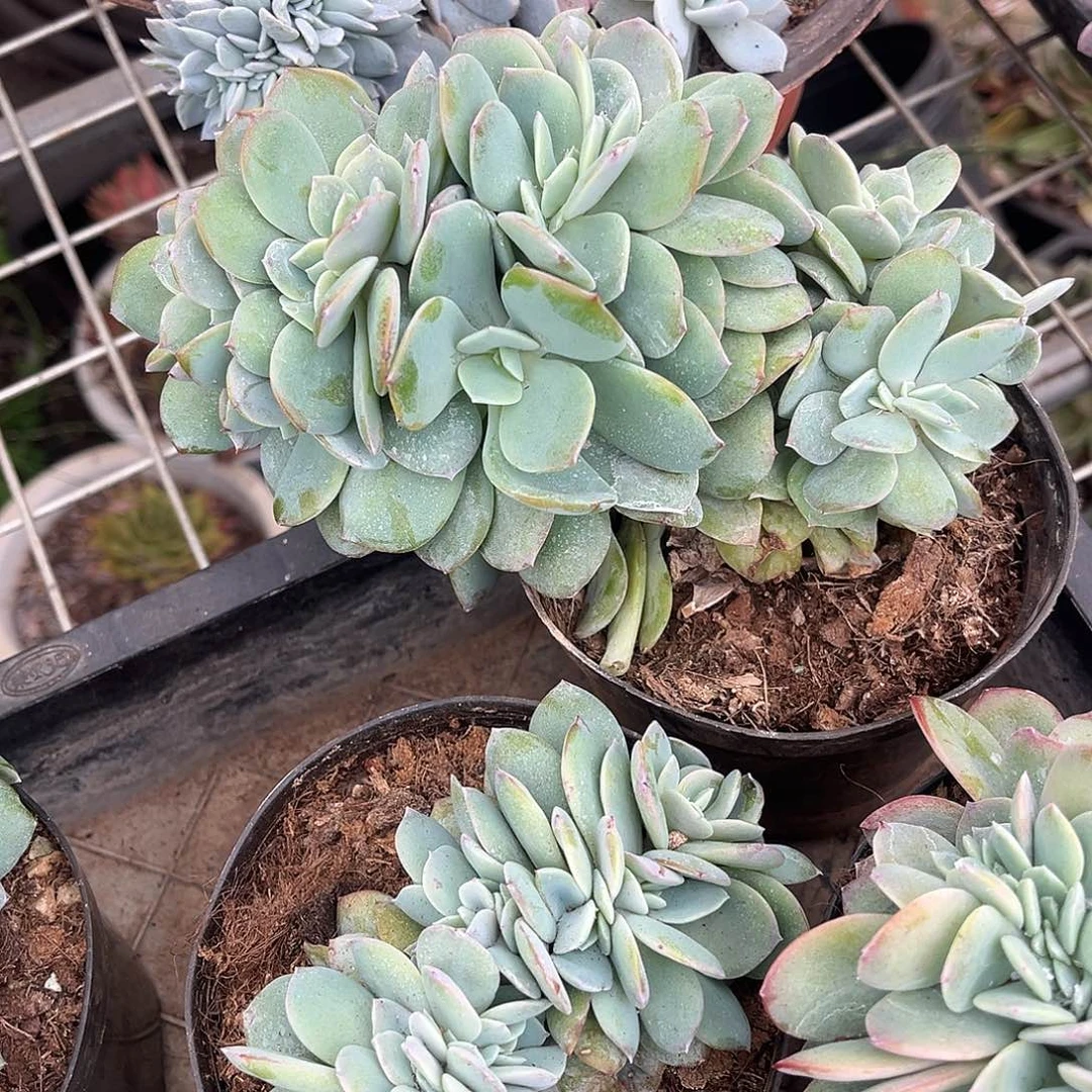 冷***底251号白凤缀多肉植物