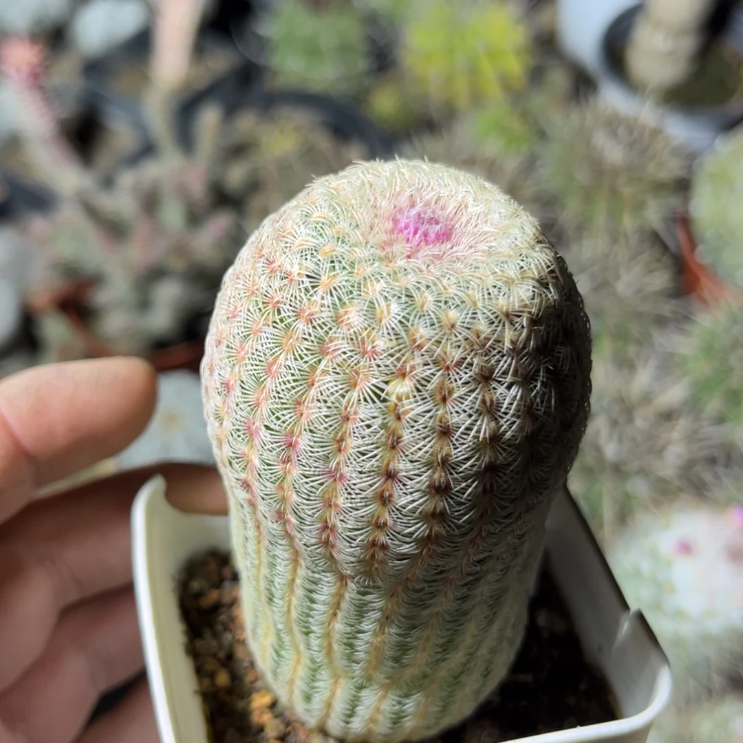 尤**月红太阳多肉植物的生长