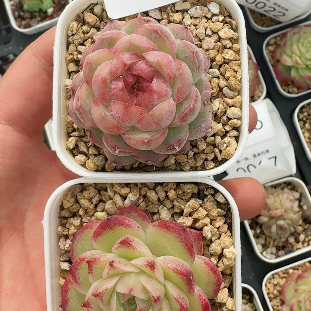 杂交新品珍妮多肉13