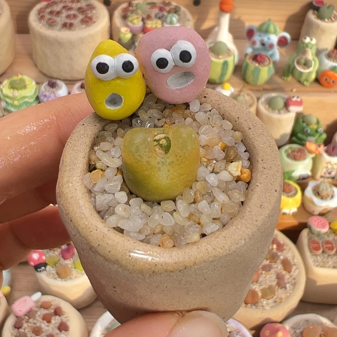 多肉植物7号黄毛汉尼