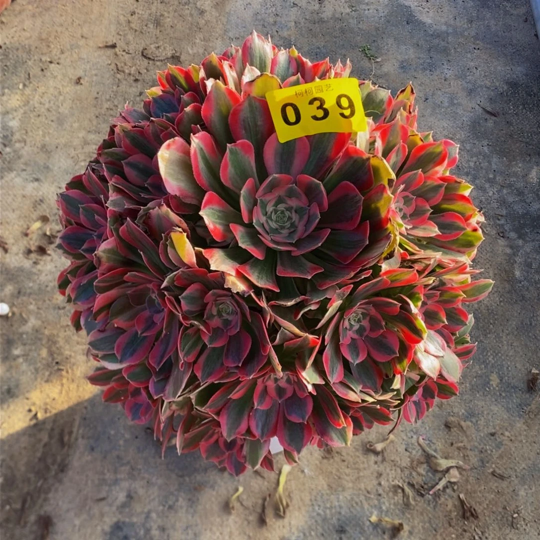 秋*.多肉000039粉女郎