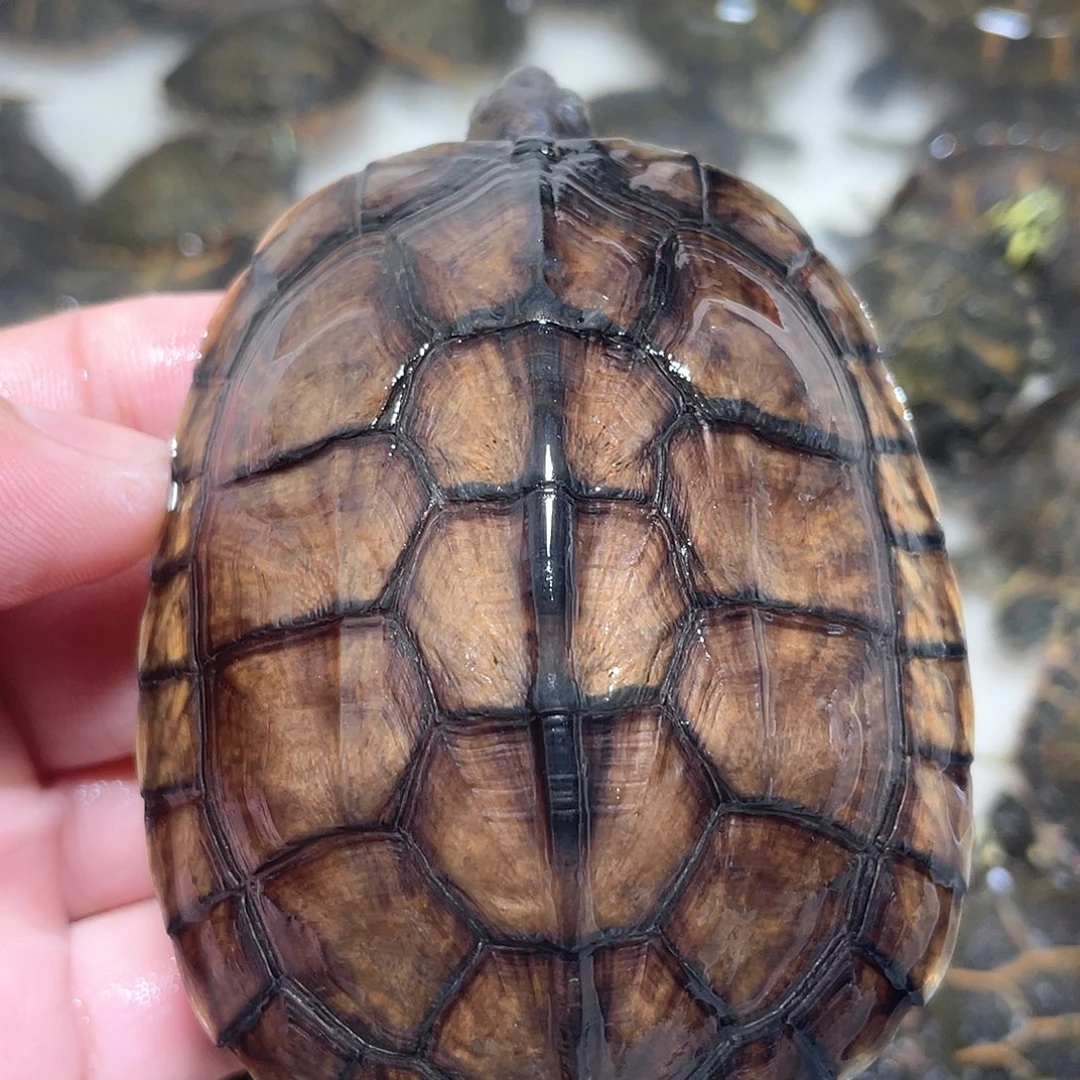 宠物龟不分公母大青磨尾