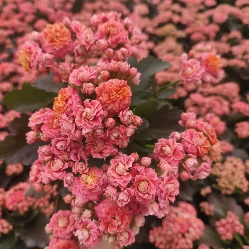 【沉鱼落雁】110盆长寿花