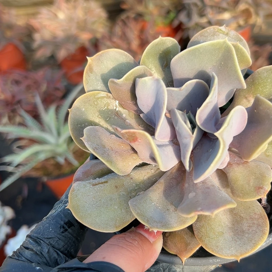 多肉植物紫珍珠杂