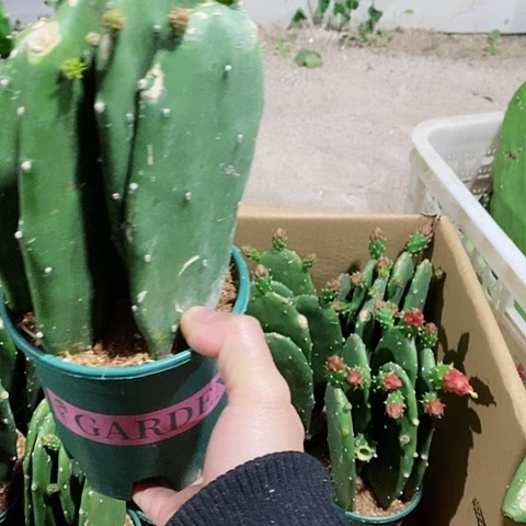 5片原盆发货胭脂仙人掌
