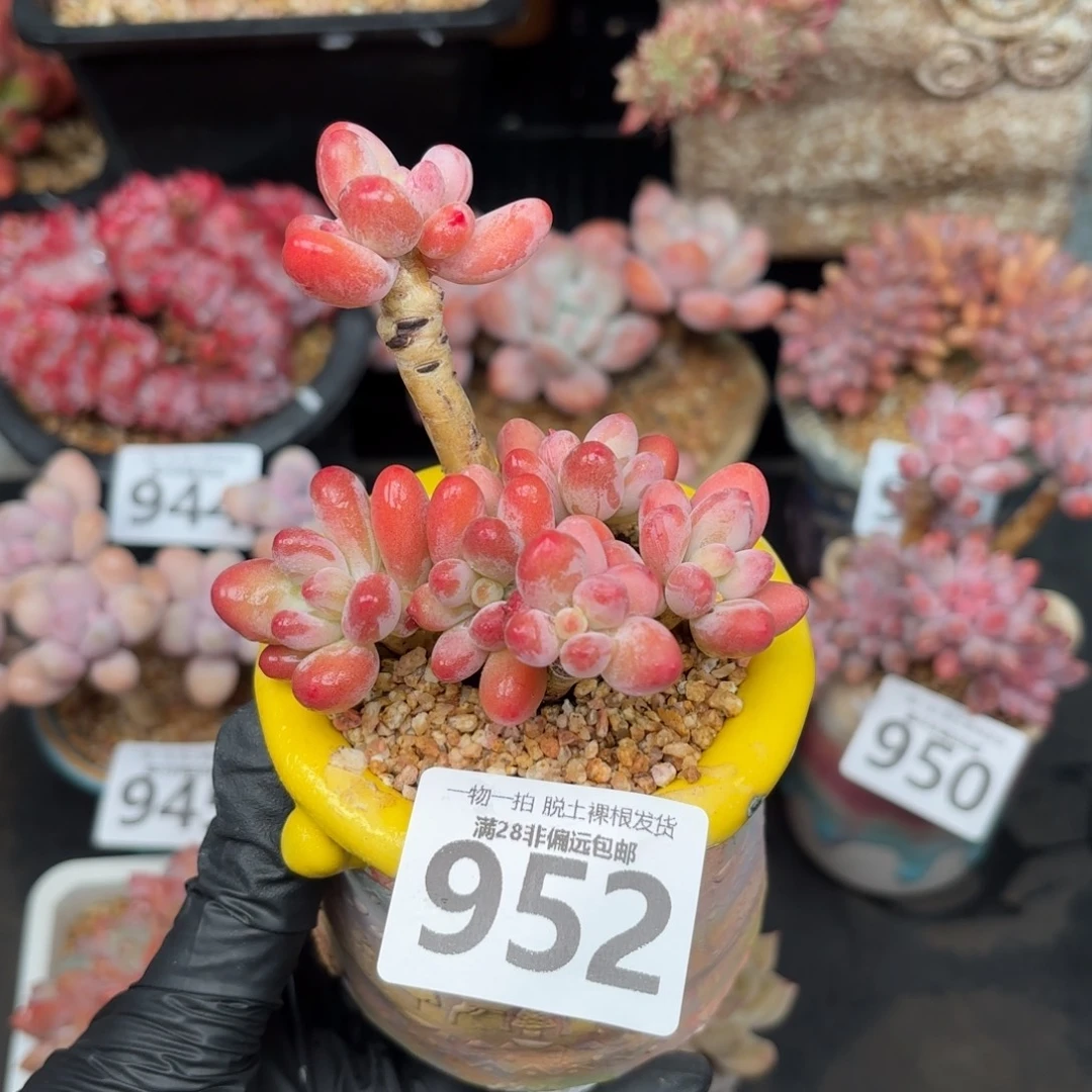 樱花奶整群无盆土发货