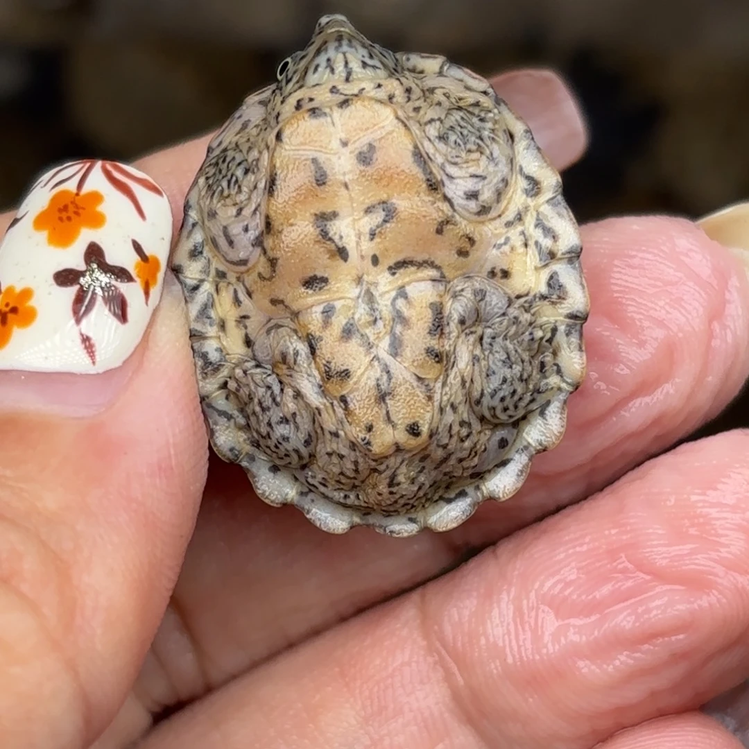 不分公母宠物龟全品黑刀