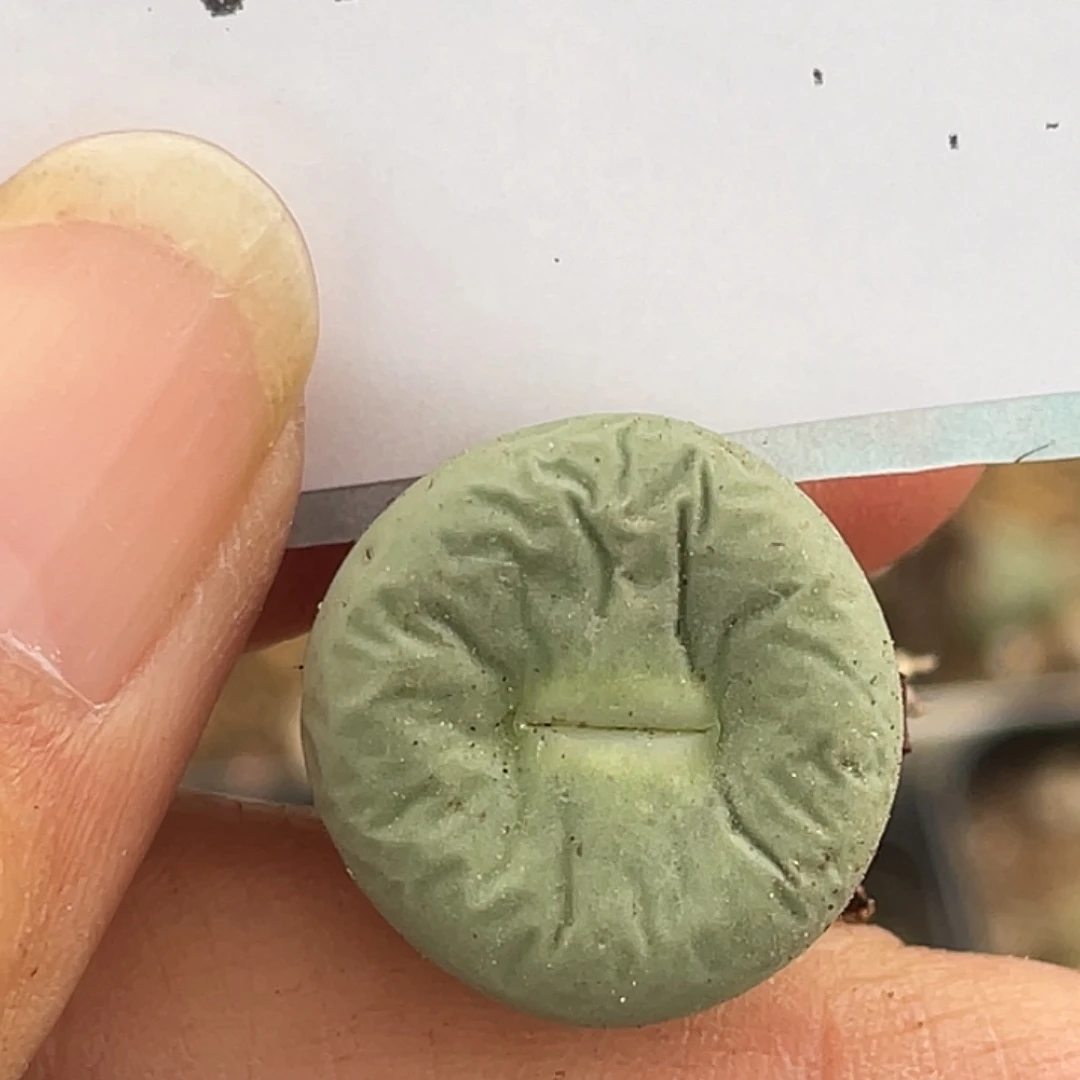 7-66嘴多肉植物肉锥