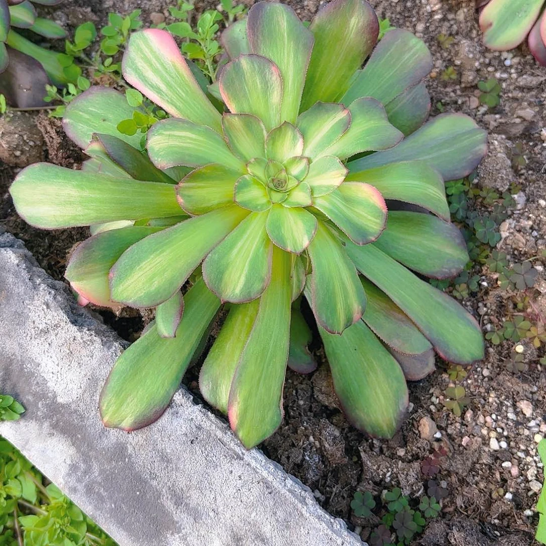 韶秀七彩手捧多肉植物